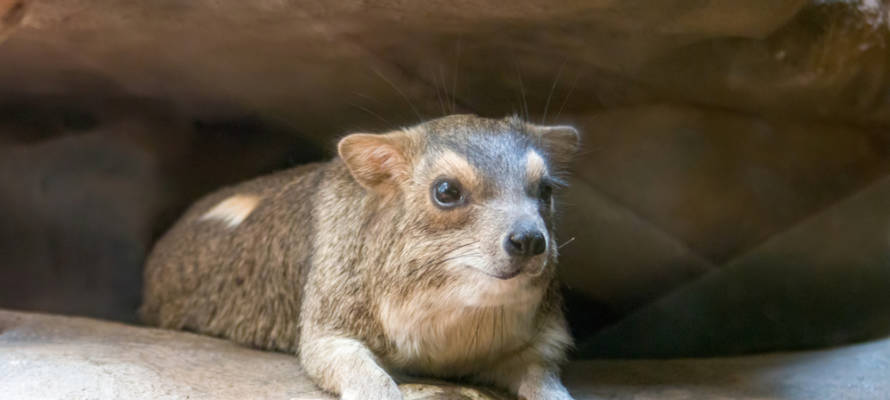 rock hyrax