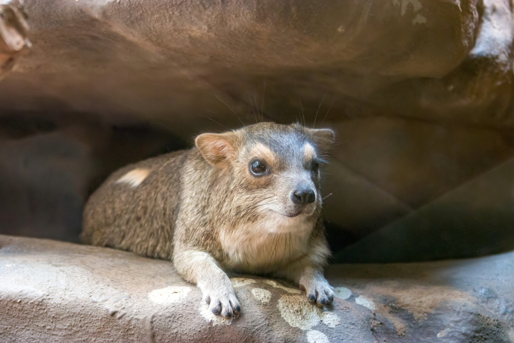 rock hyrax