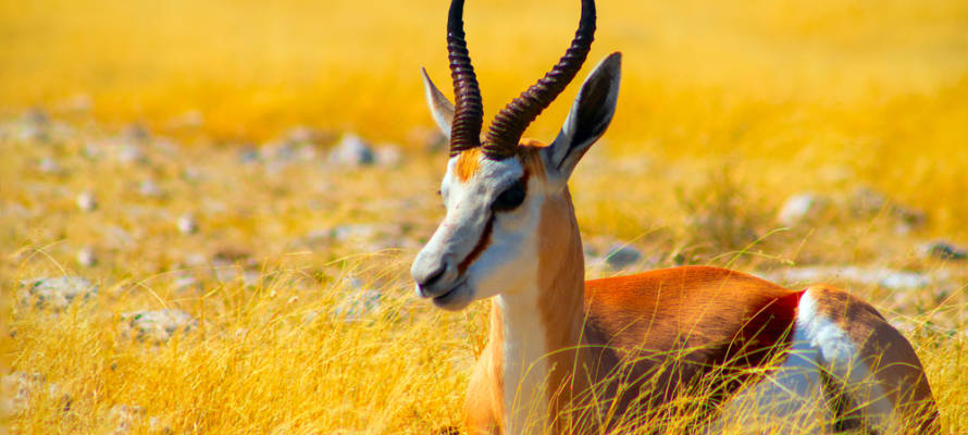 antelope