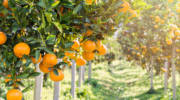 orange trees