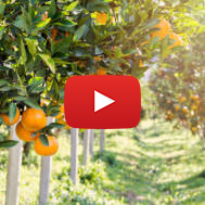 orange trees
