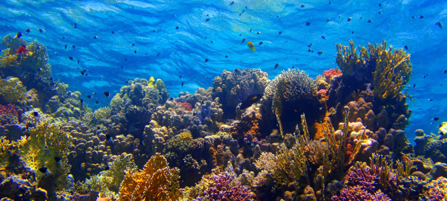 Colorful,Tropical,Coral,Reef,With,Fish,And,Blue,Water.,Underwater