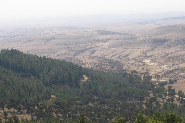 Yatir Forest, Negev Desert