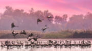 Hula Valley