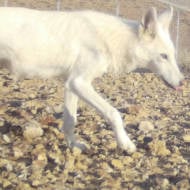The white wolf in the Negev
