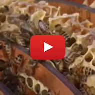 Unique beehive