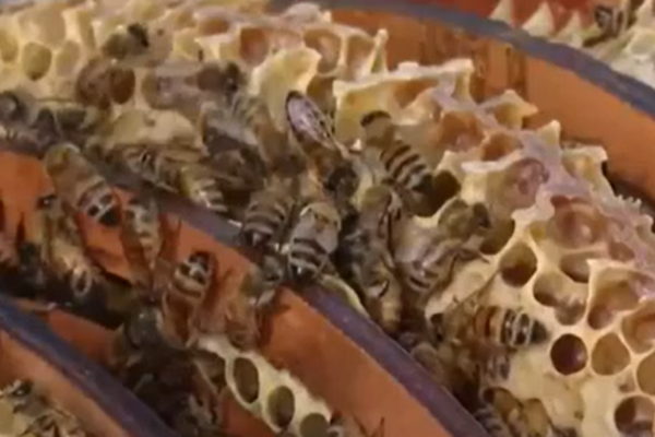 Unique beehive