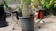 Cactus plant with Microphones