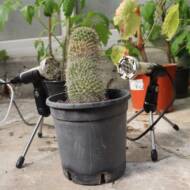 Cactus plant with Microphones