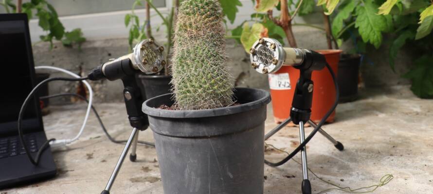 Cactus plant with Microphones