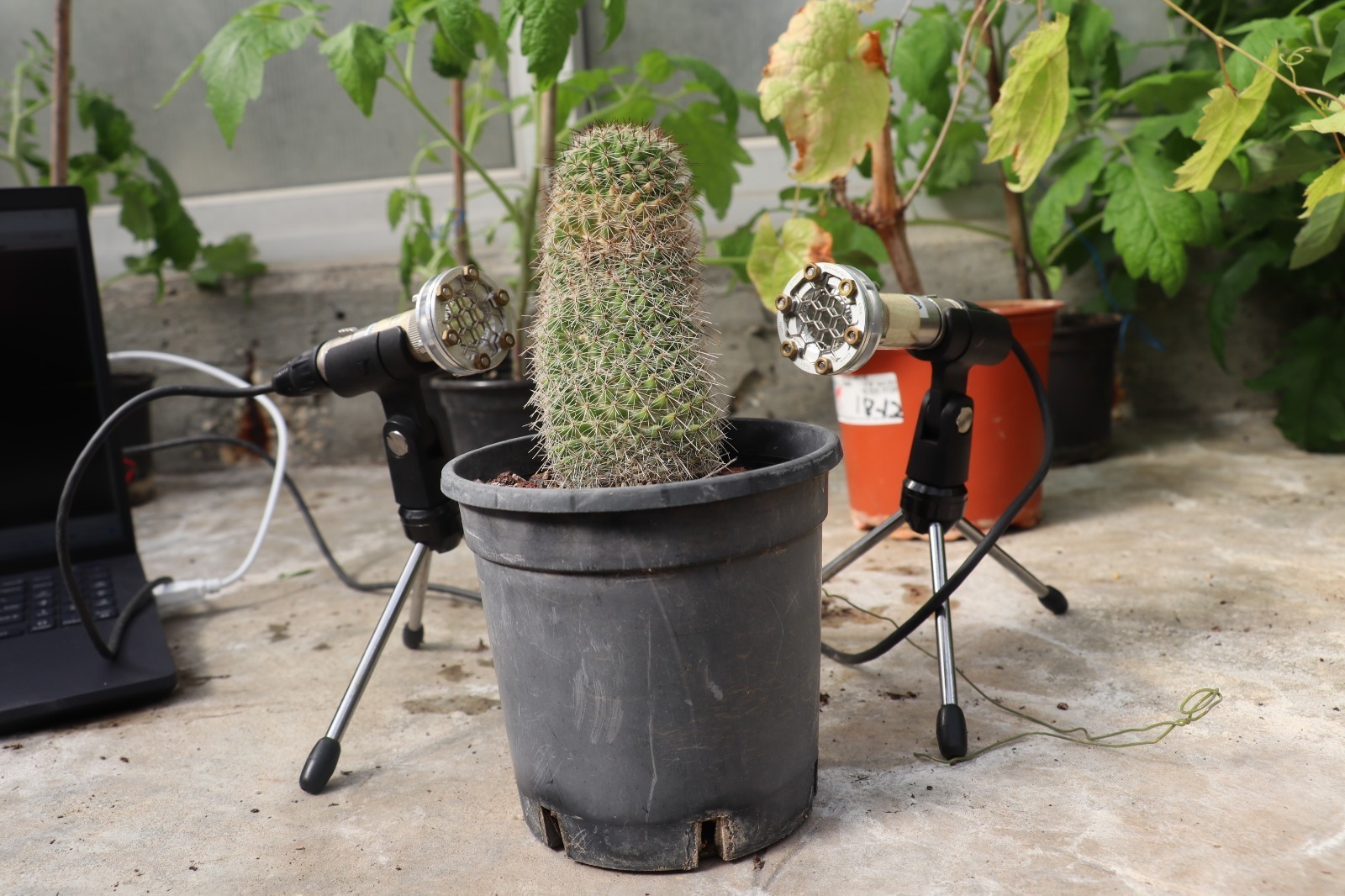 Plants Emit Sounds, Israeli Researchers Find | United with Israel - Vimarsana News