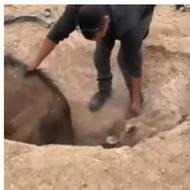 IDF soldier rescues trapped camel.v1