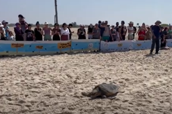 Sea Turtles, Netanya