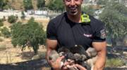 Firefighter with puppies he saved