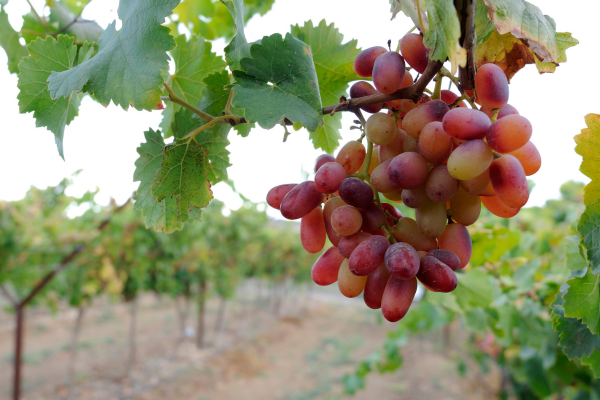 Negev vineyard