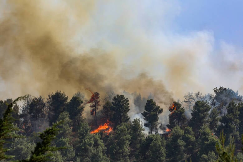 War Endangers Precious Israeli Wildlife and Nature | United with Israel