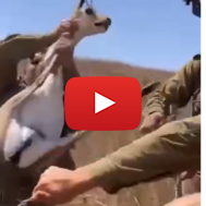 soldiers rescue deer