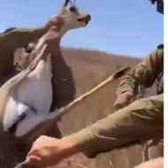 soldiers rescue deer