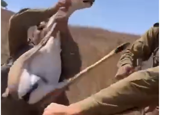 soldiers rescue deer