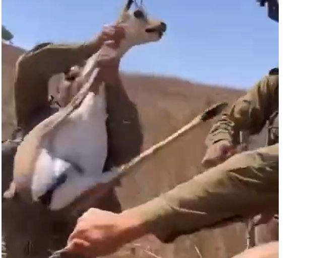 soldiers rescue deer