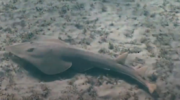 Guitarfish (Youtube screenshot)