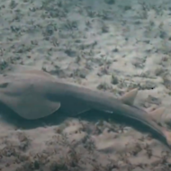 Guitarfish (Youtube screenshot)