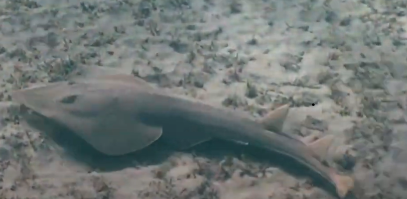 Guitarfish (Youtube screenshot)