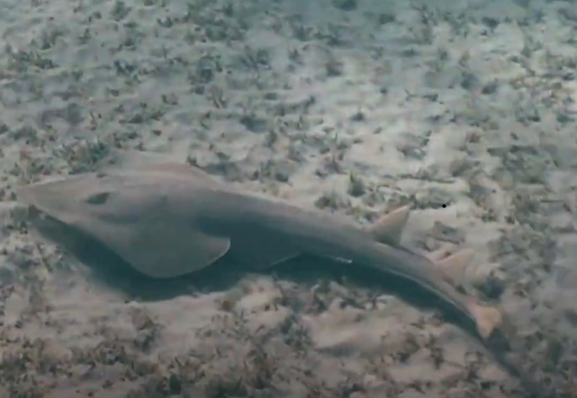 Guitarfish (Youtube screenshot)