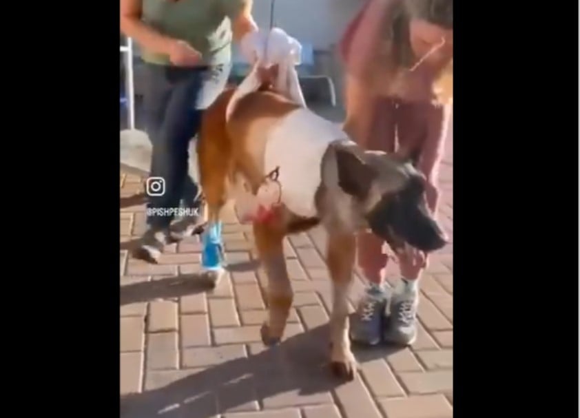 injured oketz dog