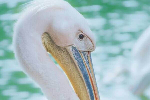 Pelican