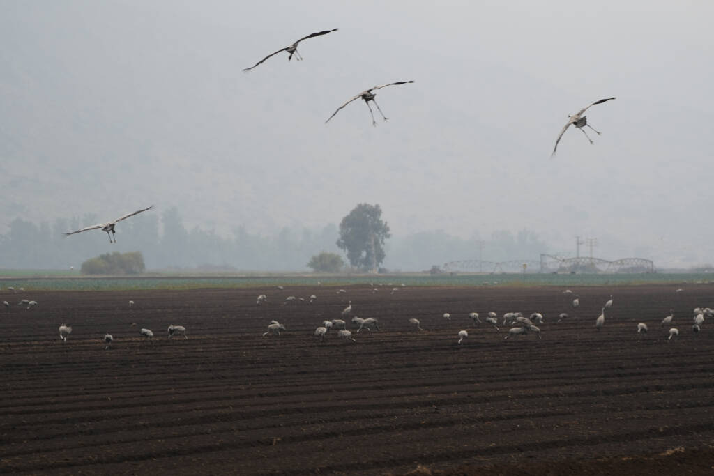 Hula Valley