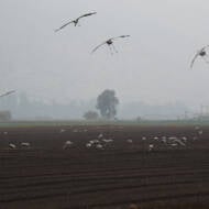 Hula Valley