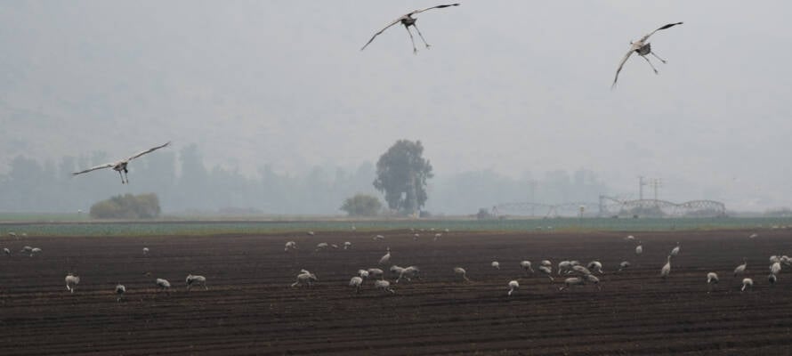 Hula Valley