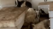 goats move in to Lebanese home (Youtube screenshot)