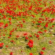 stunning mass bloom of Red Anemones