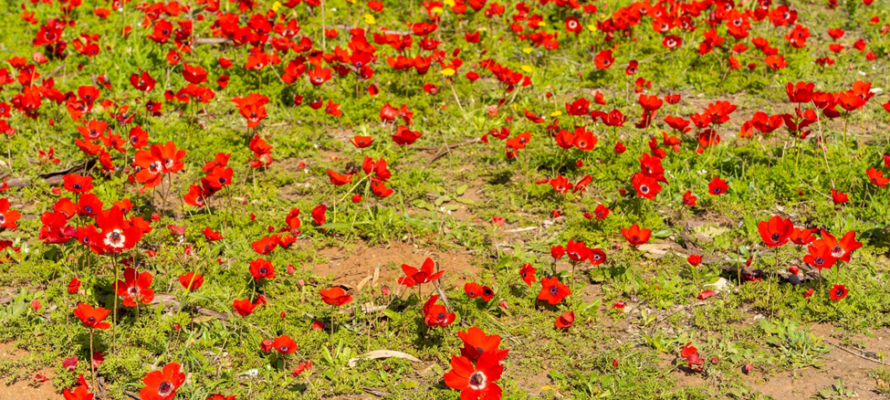 stunning mass bloom of Red Anemones