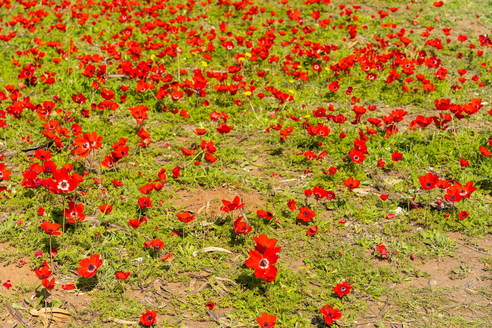 stunning mass bloom of Red Anemones