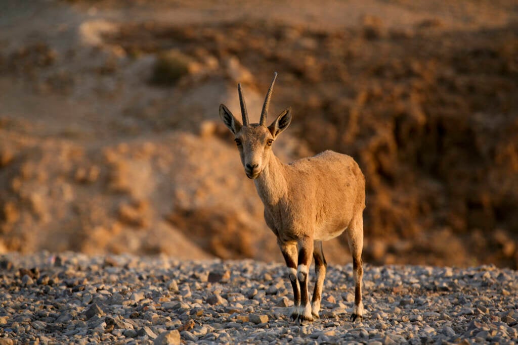 Nubian Ibex