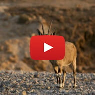 Nubian Ibex