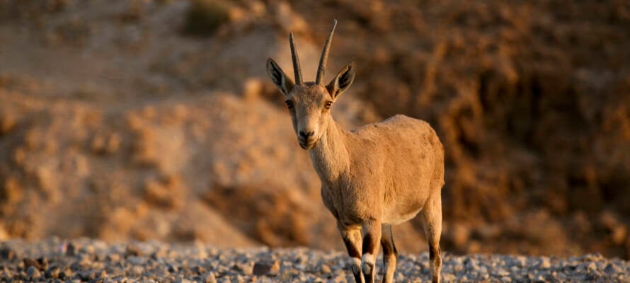 Nubian Ibex