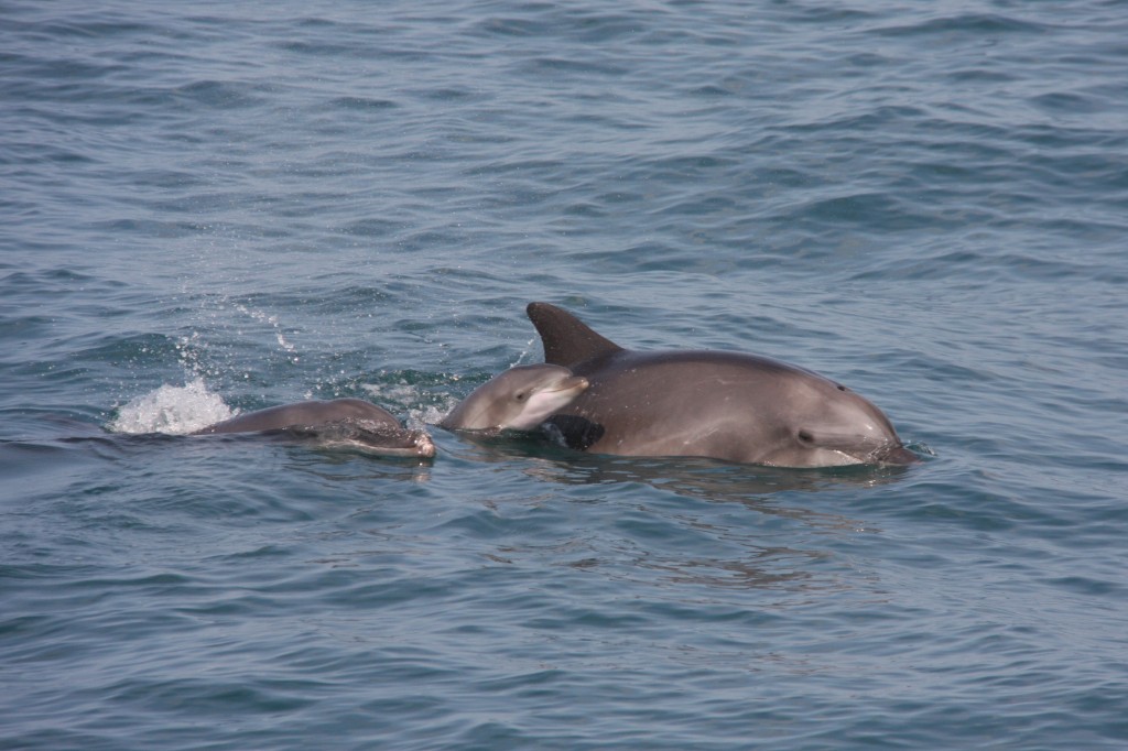 dolphins