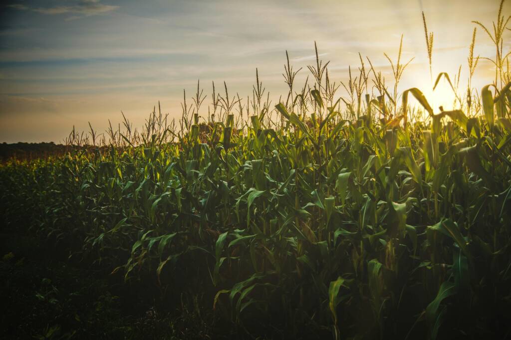 cornfield