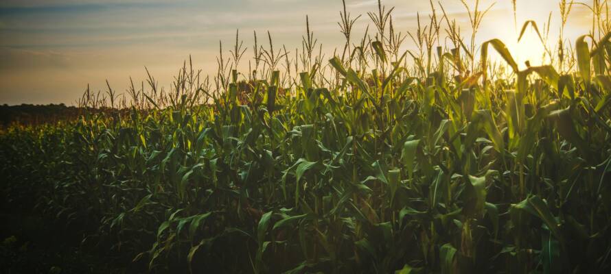 cornfield