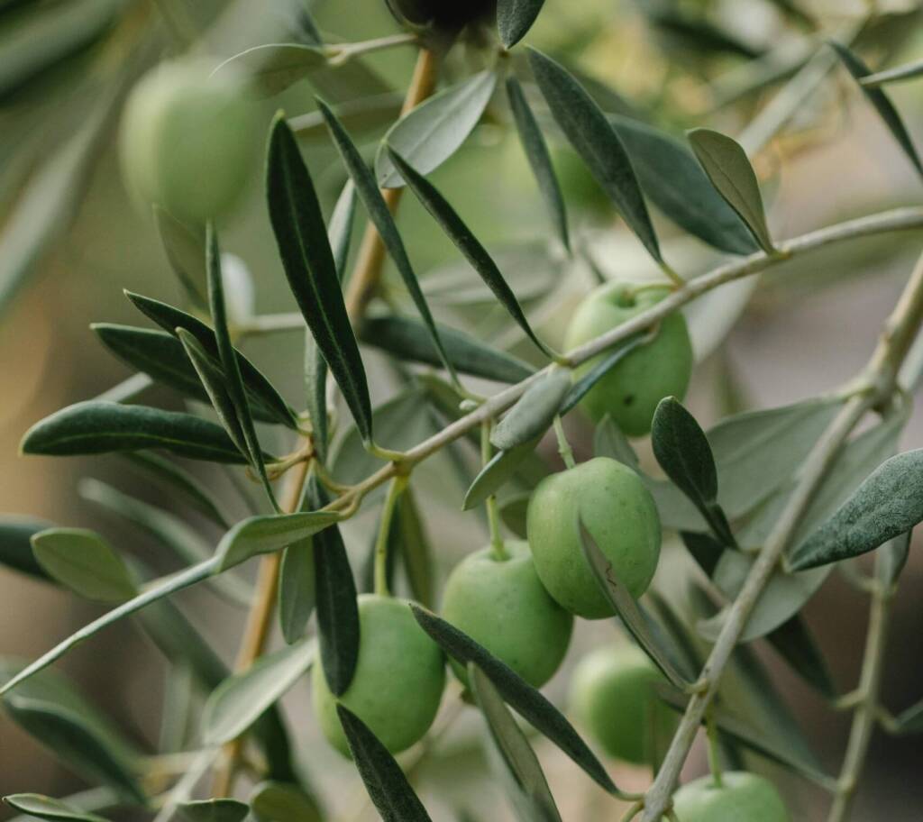 Olives