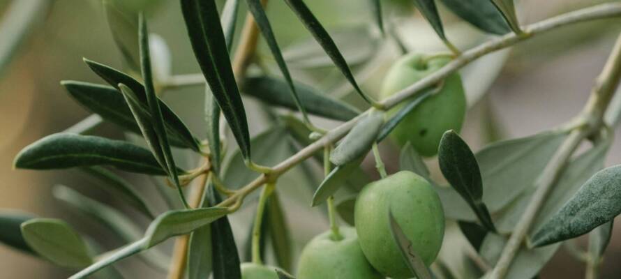 Olives