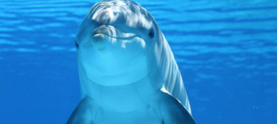 dolphin
