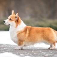 dog