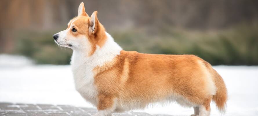 dog