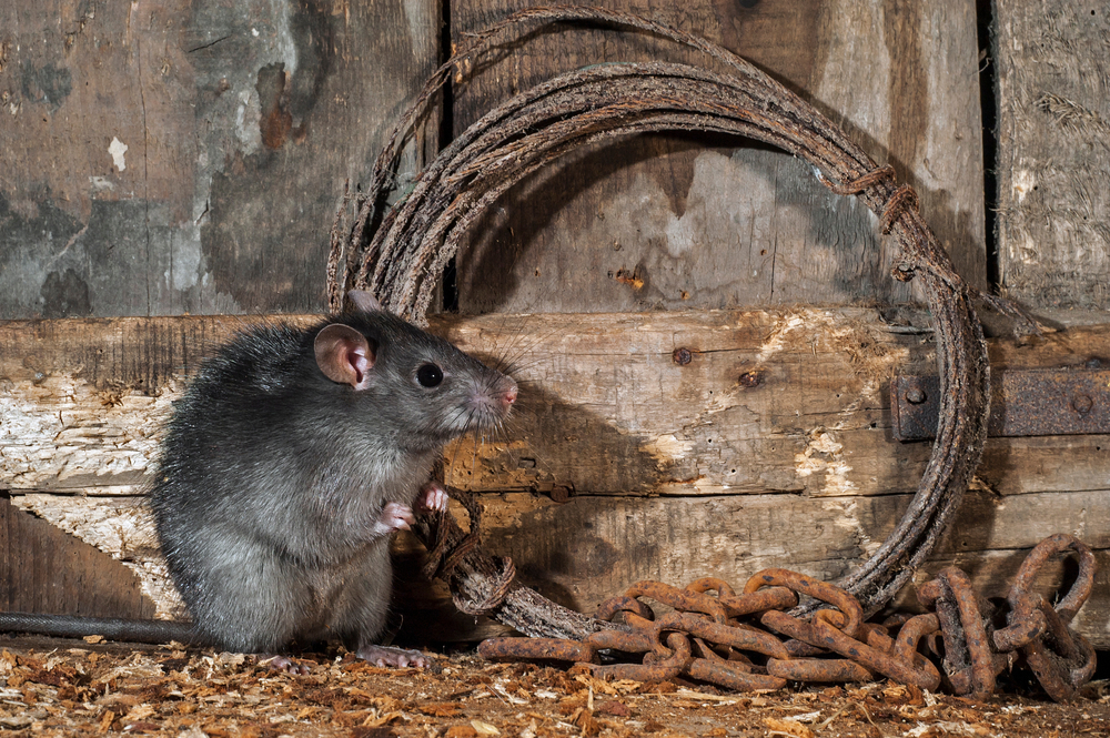 rats