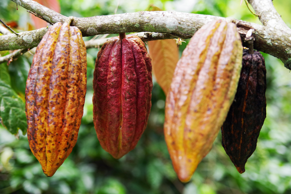 cacao